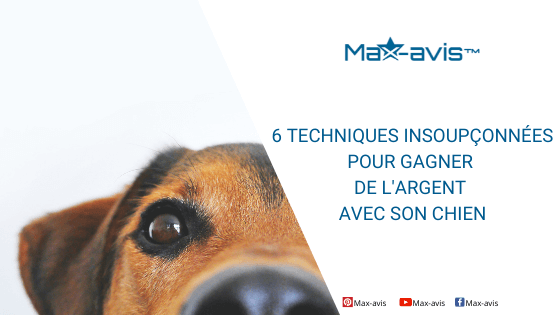 6 techniques insoupçonnées pour gagner de l’argent avec son chien